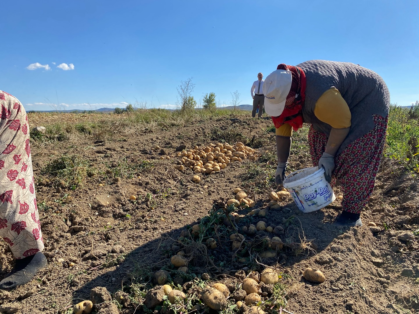 Kastamonu'nun Ilçesinde Patates Hasadı Başladı 6