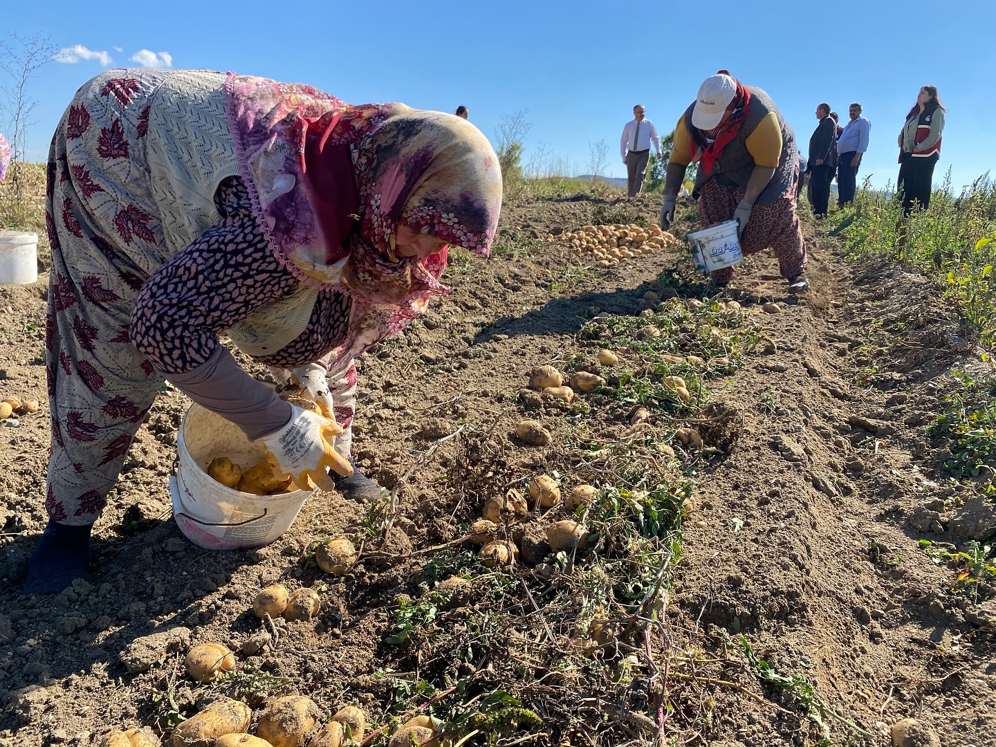Kastamonu'nun Ilçesinde Patates Hasadı Başladı 8