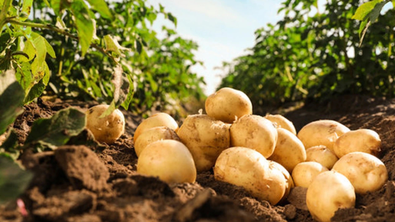 Patates Kastamonu Devrekani 8