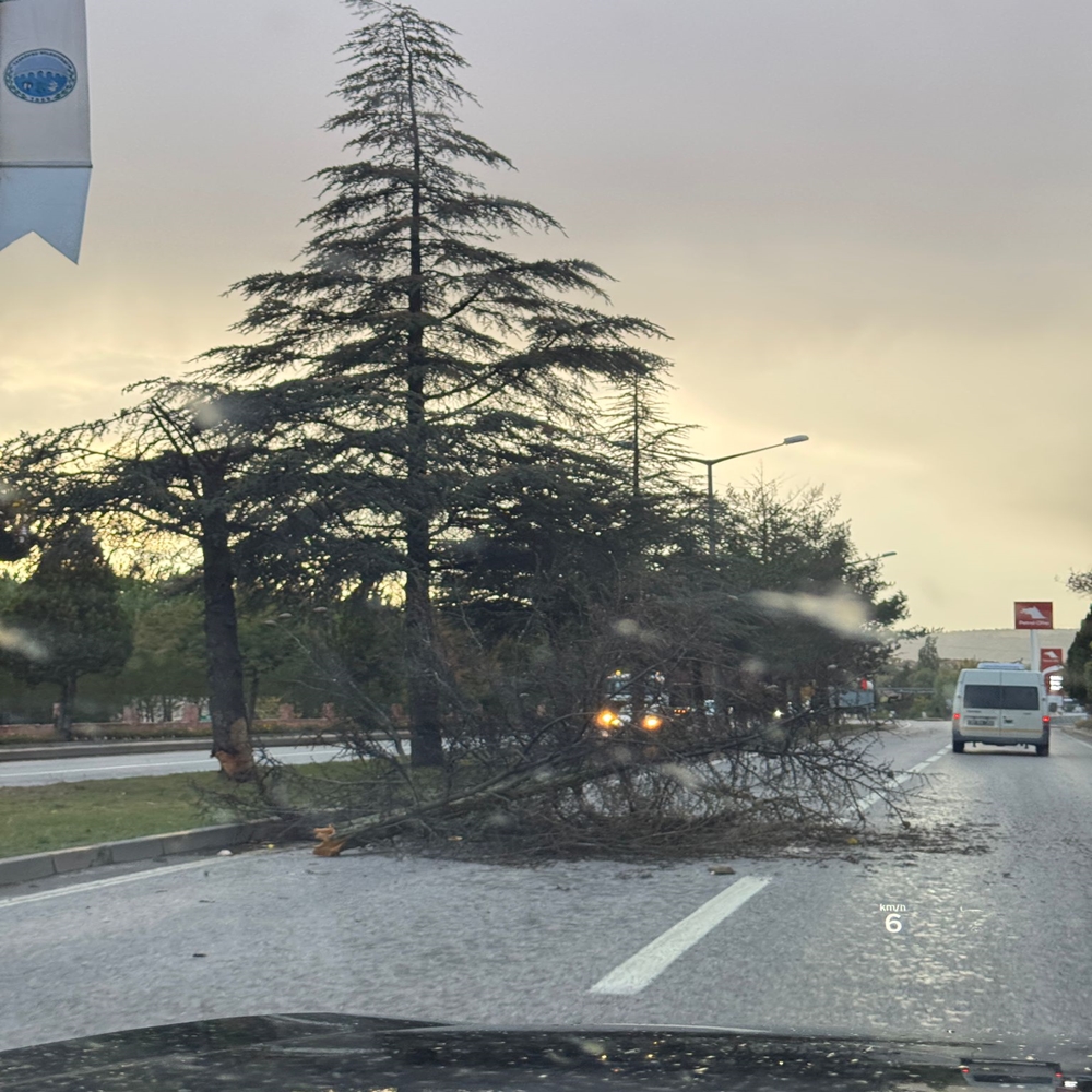Taşköprü Çam Devrildi (1)