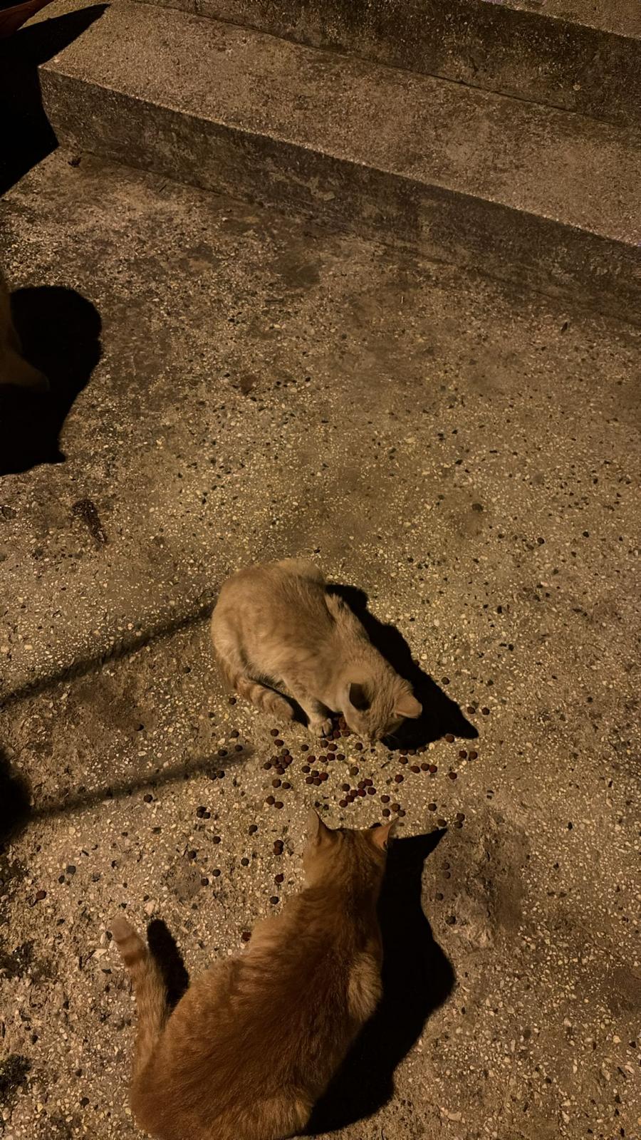 Taşköprü İtfaiyesi Mahsur Kalan Kediyi Kurtardı