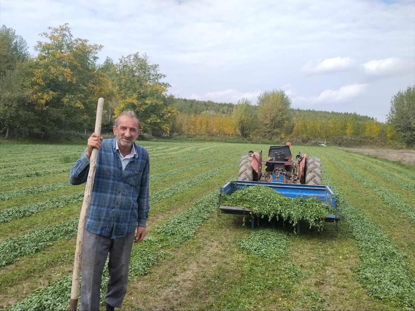 Taşköprü'nün Köyünde Bu Yıl 5 Kez Yonca Biçti, Verimden Memnun Kaldı! 1