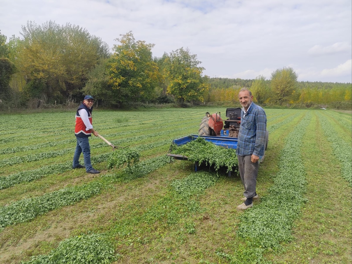 Taşköprü'nün Köyünde Bu Yıl 5 Kez Yonca Biçti, Verimden Memnun Kaldı!