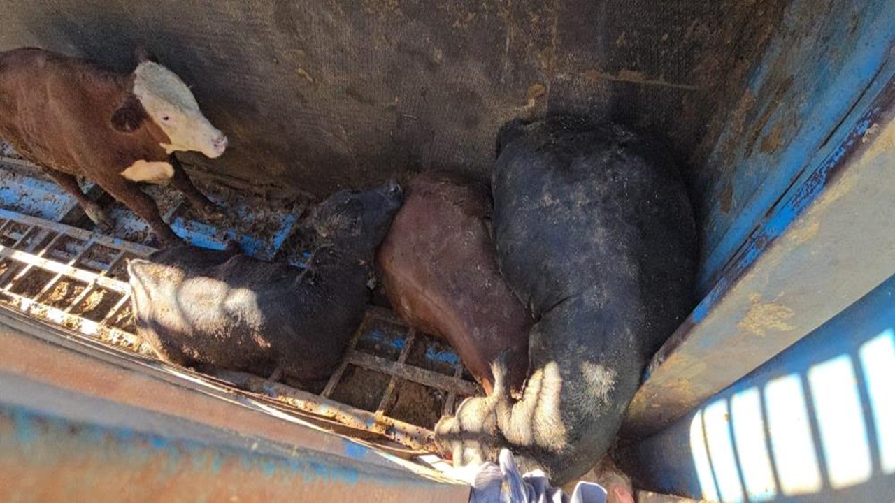 Tır Devrildi Inekler Öldü (1)