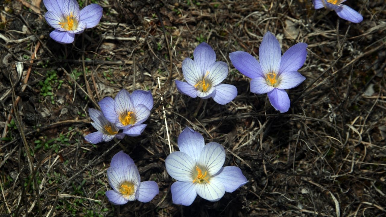 Vargit Çiçekleri (1)