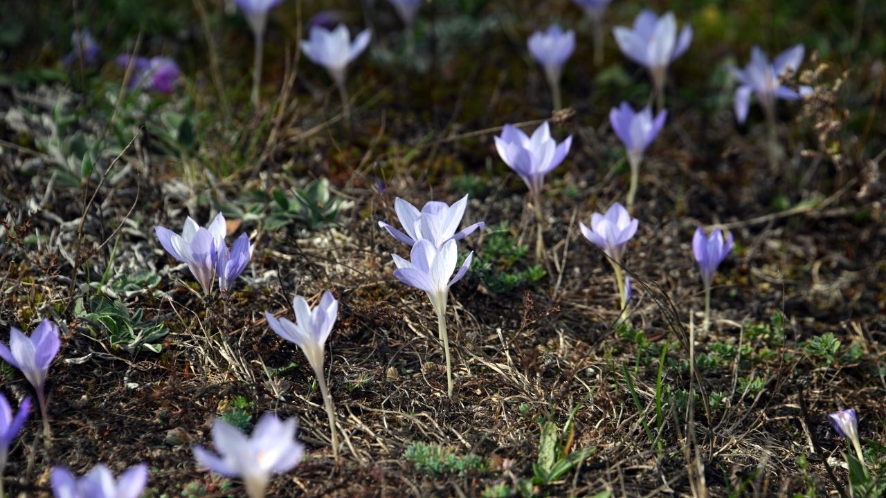 Vargit Çiçekleri (2)