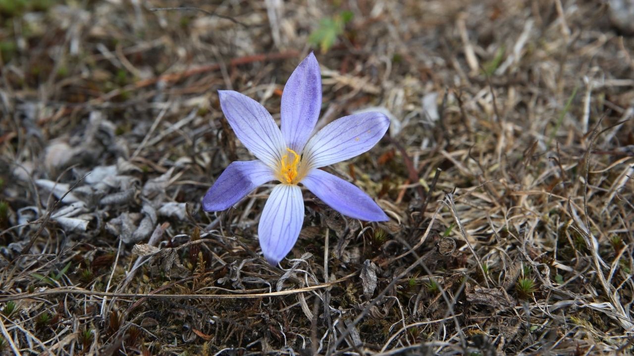 Vargit Çiçekleri (3)