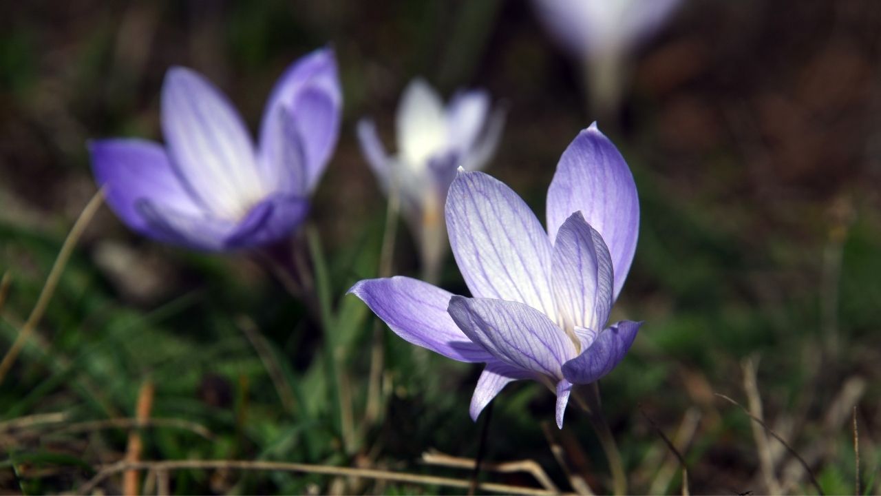 Vargit Çiçekleri (5)