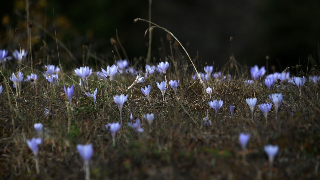 Vargit Çiçekleri (7)
