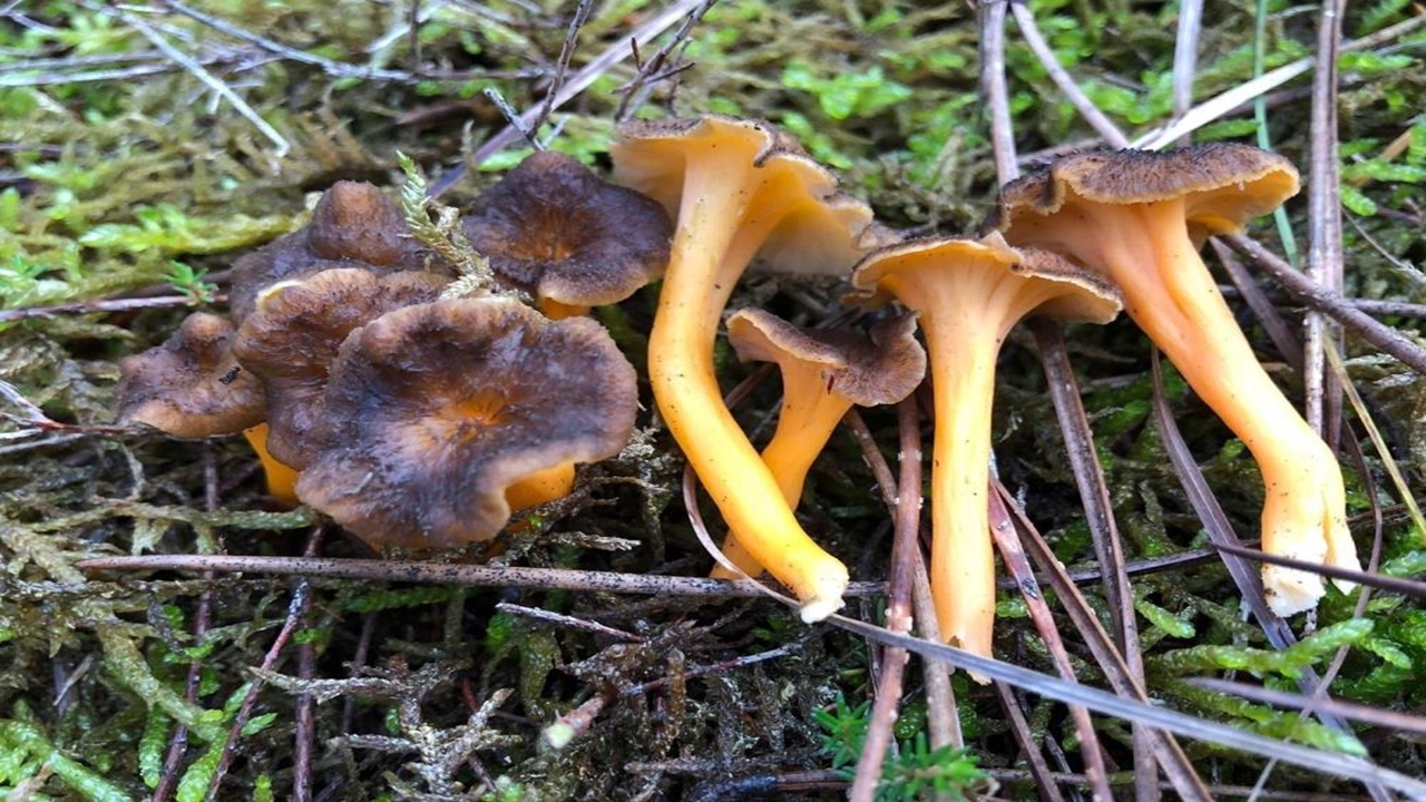 Zehirlenme Mantar (10)
