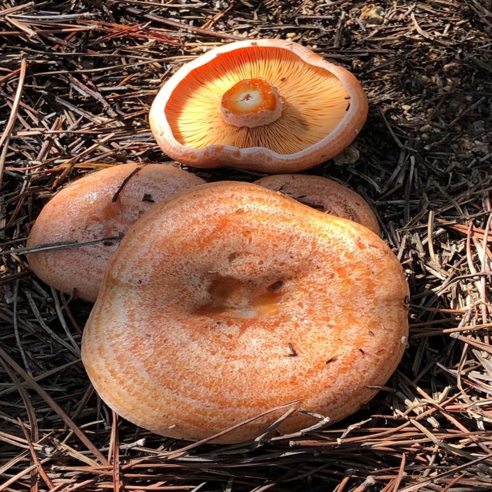Zehirlenme Mantar (8)