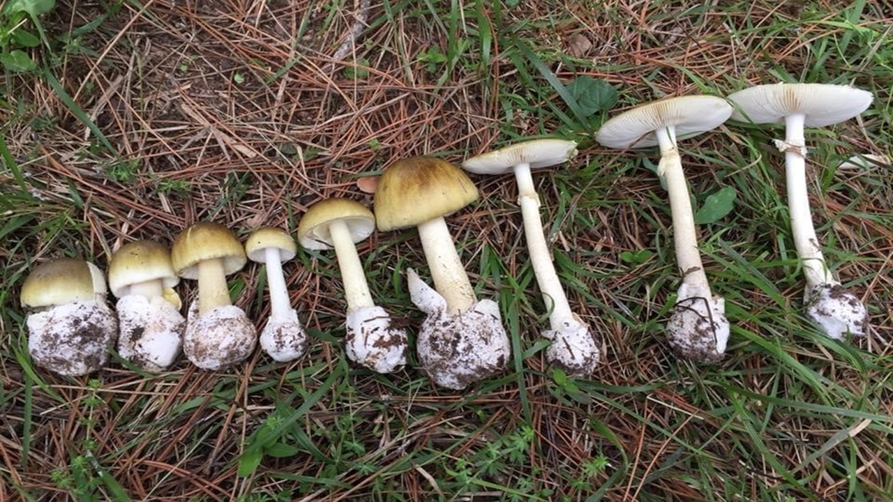 Zehirlenme Mantar (9)