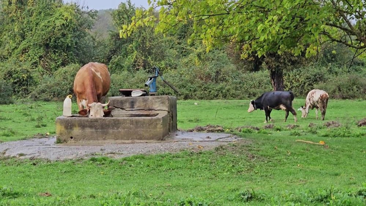 Zonguldak Çaycuma Kadın Cesedi Bulundu (3)