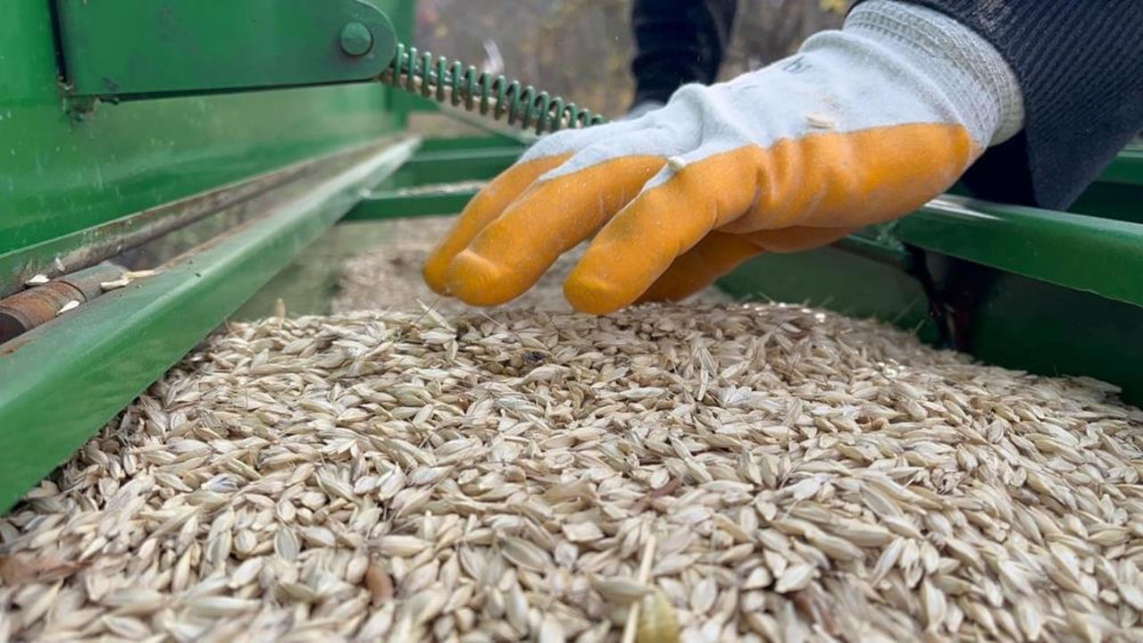 12 Bih Yıllık Siyez Buğdayı (1)