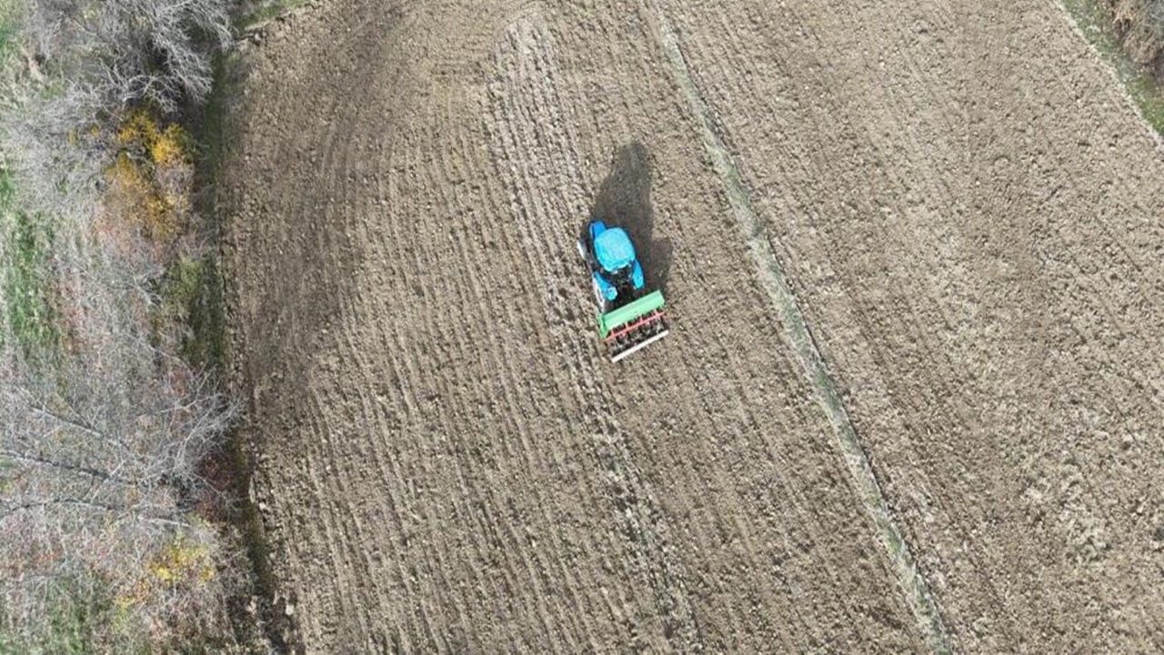 12 Bih Yıllık Siyez Buğdayı (3)