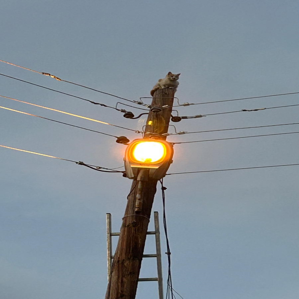 Aşağı Şehir Ören Köyü Muhtarı Kedi Kurtarma (1)