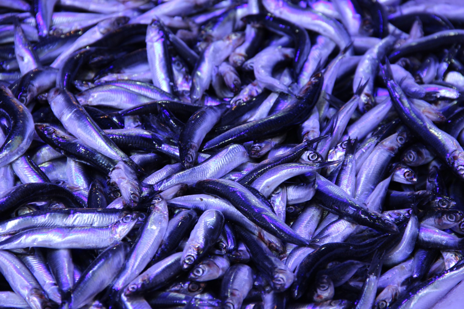 Hamsi 40 Liraya Düşünce Balıkçı Önünde Kuyruk Oluştu 4