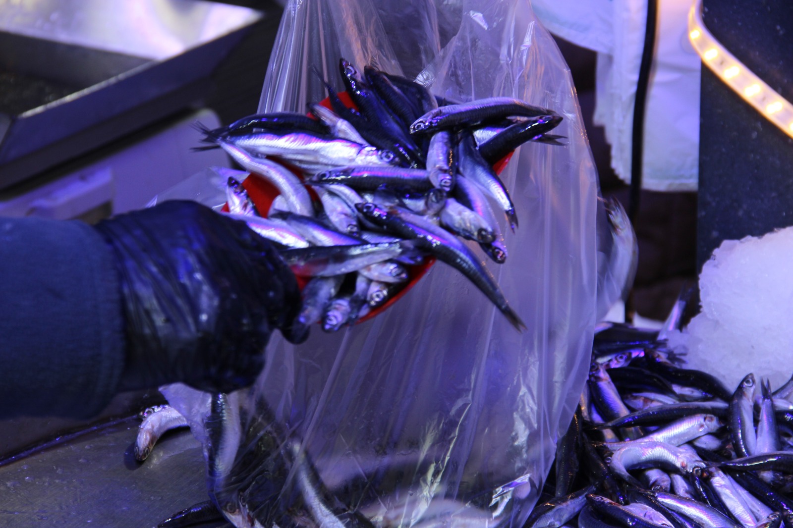 Hamsi 40 Liraya Düşünce Balıkçı Önünde Kuyruk Oluştu 6