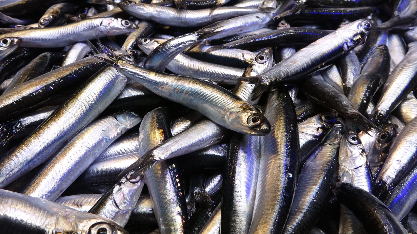 Hamsinin Kilosu 50 Liradan Satılıyor Son 35 Yılın En Bereketli Sezonu Yaşanıyor! 2