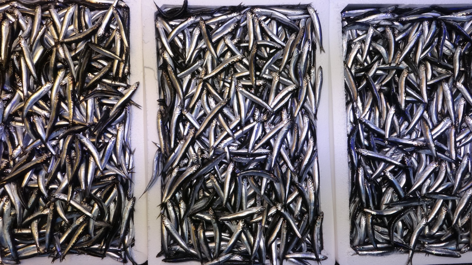 Hamsinin Kilosu 50 Liradan Satılıyor Son 35 Yılın En Bereketli Sezonu Yaşanıyor! 4