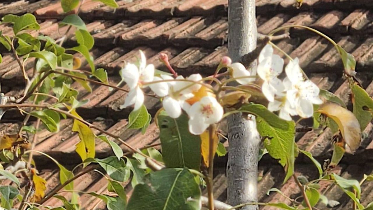 Hanönü’de Sürpriz Manzara Armut Ağacı Kasımda Çiçeklendi (1)