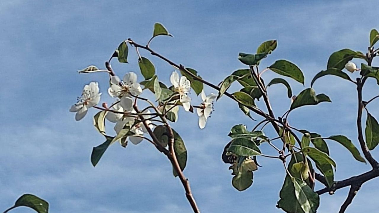 Hanönü’de Sürpriz Manzara Armut Ağacı Kasımda Çiçeklendi (2)