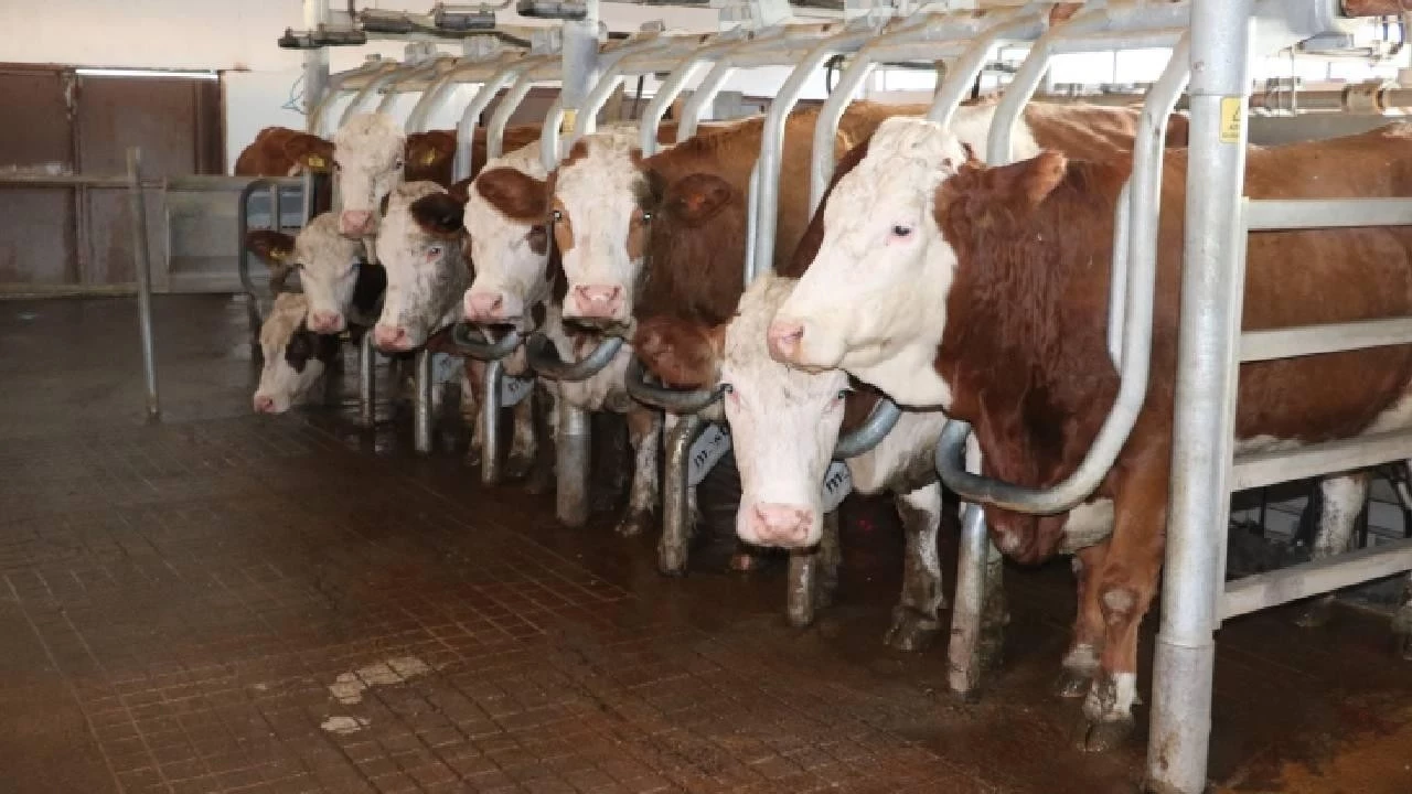 Hayvancılık Destekleri Düzenlendi Ödemeler Artık Üç Aşamada Gerçekleştirilecek