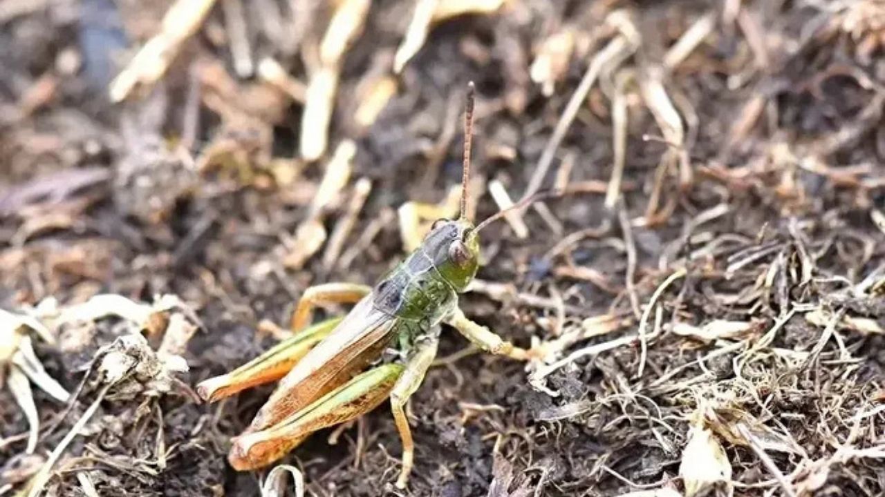 Karadeniz’de Yeni Cinsi Keşfedildi Kastamonu’da Da Görülebilir Mi (2)