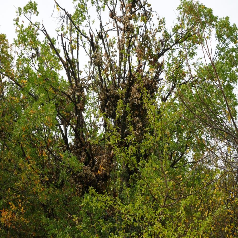 Kastamonu Ayı Yedi (1)