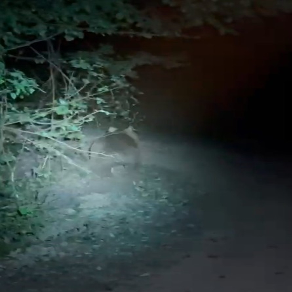 Kastamonu Ayı Yedi (2)