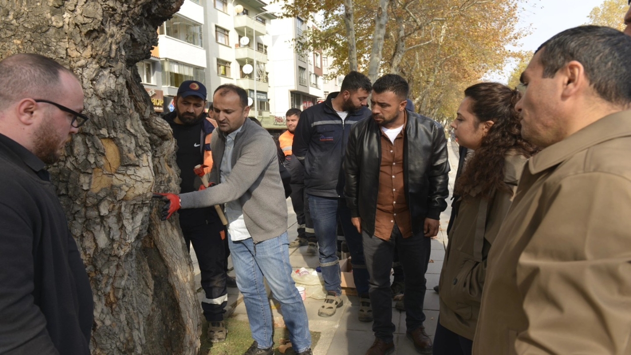 Kastamonu Çınar Ağaçları Kurtarma (1)