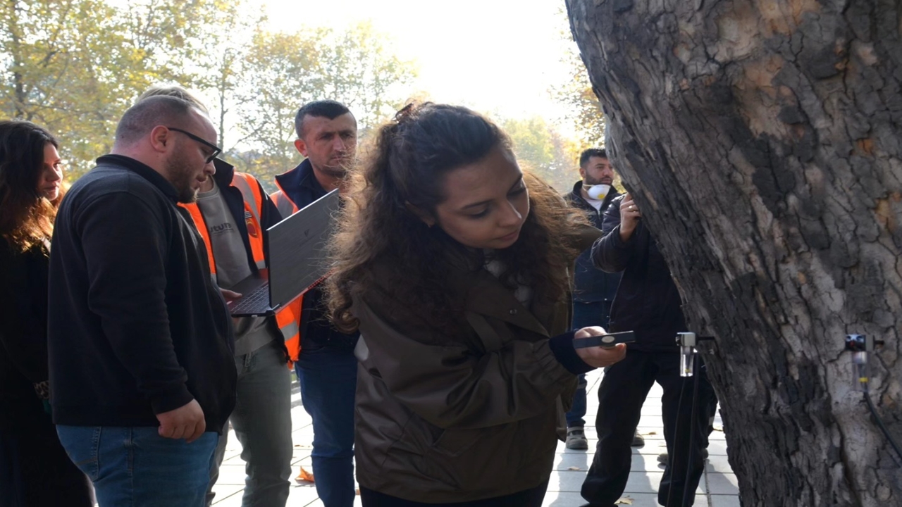 Kastamonu Çınar Ağaçları Kurtarma (3)