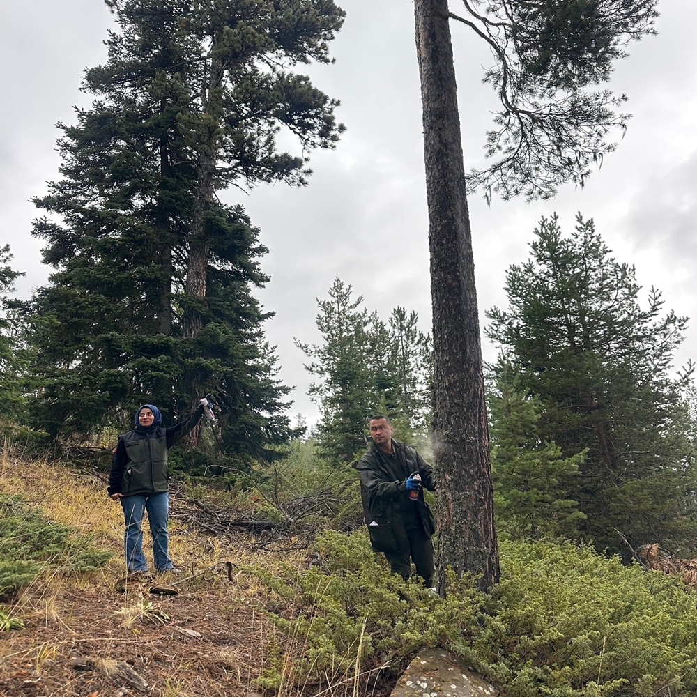 Kastamonu Orman Bölge Damgalama (4)