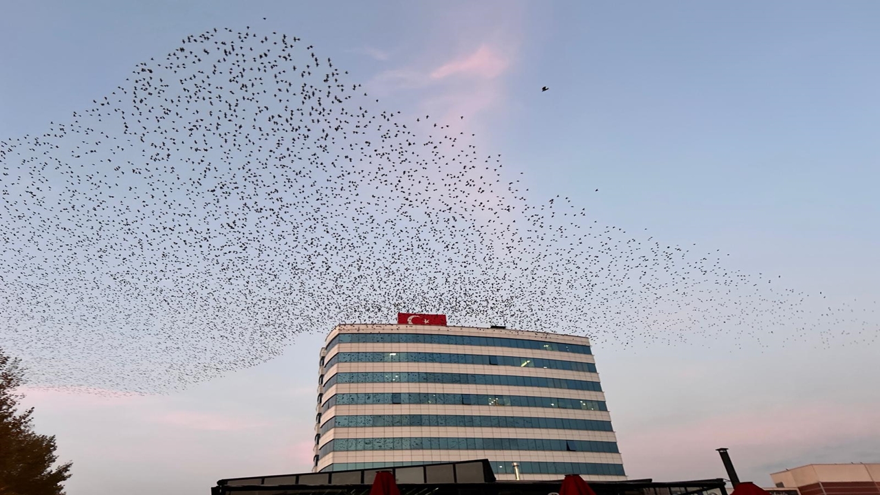 Kastamonu Sığırcık Dansı (1)