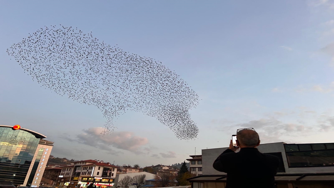 Kastamonu Sığırcık Dansı (3)