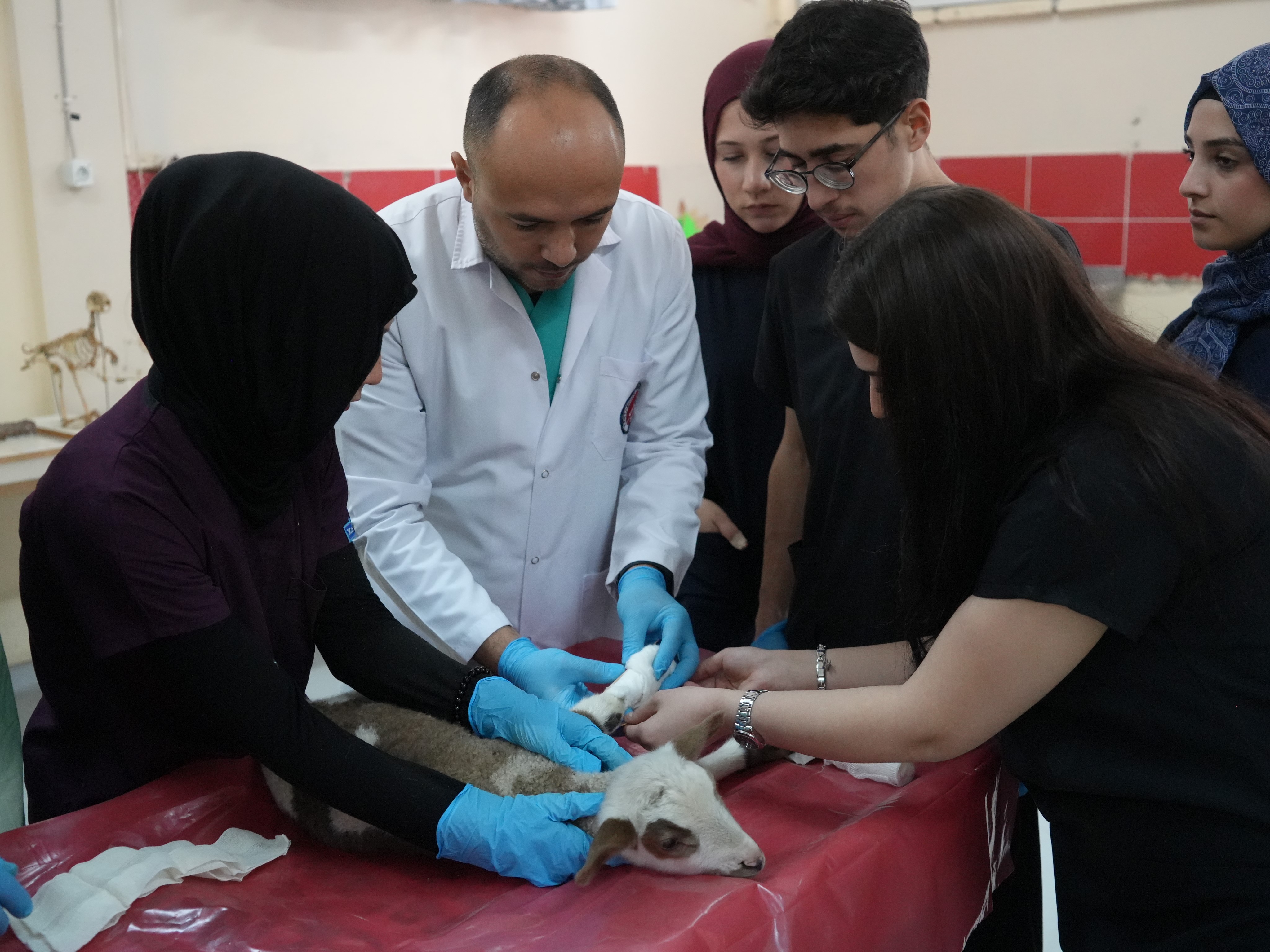 Kastamonu'da 13 Koyundan 24 Kuzu Doğdu! 1