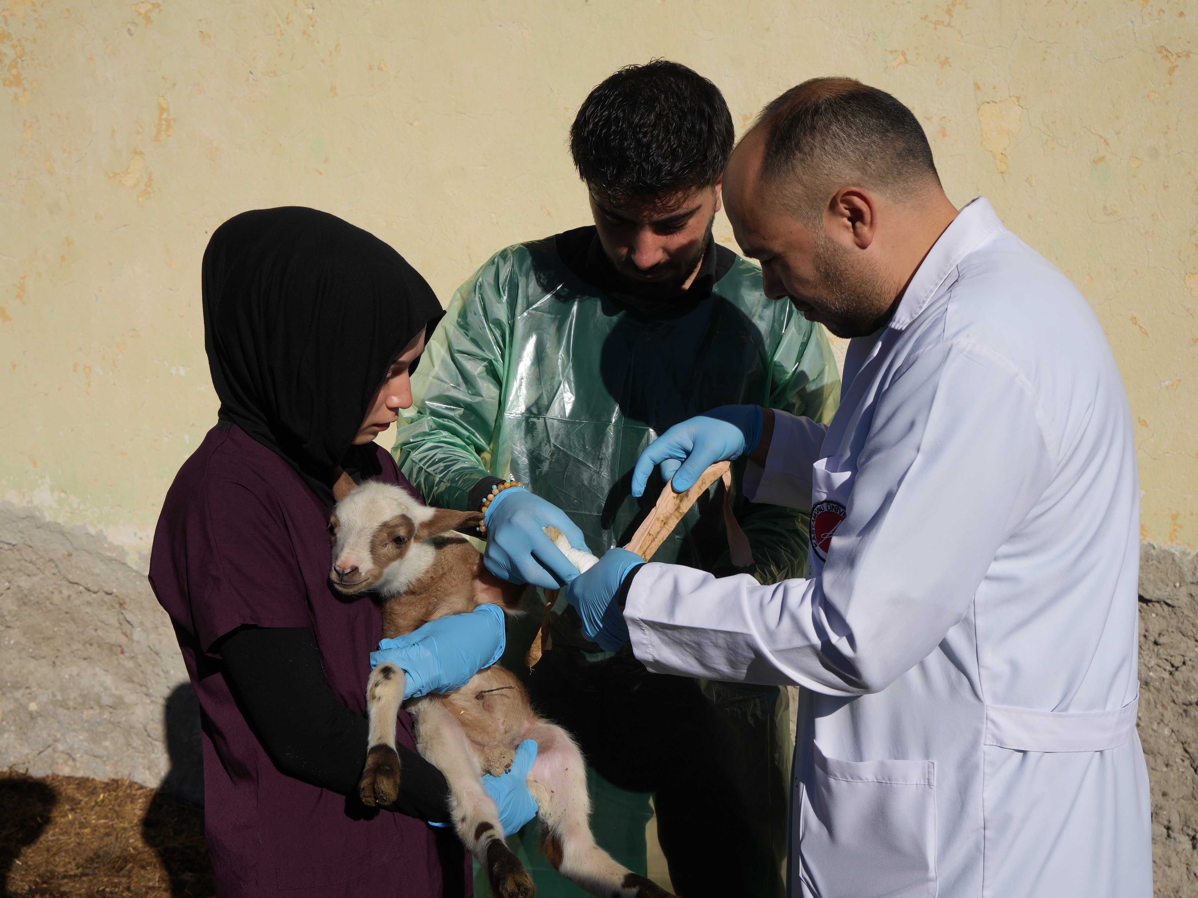 Kastamonu'da 13 Koyundan 24 Kuzu Doğdu! 2