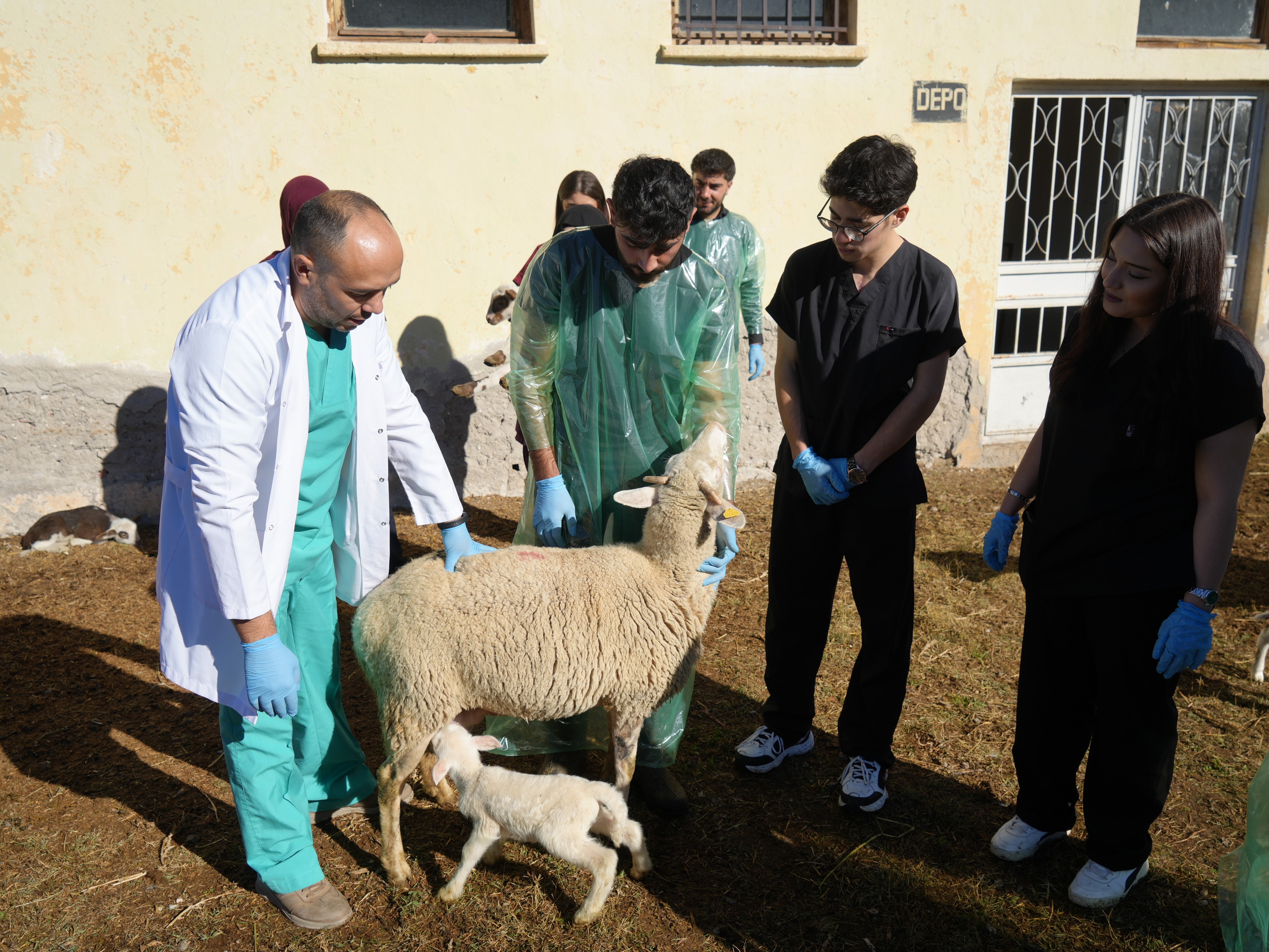 Kastamonu'da 13 Koyundan 24 Kuzu Doğdu! 22