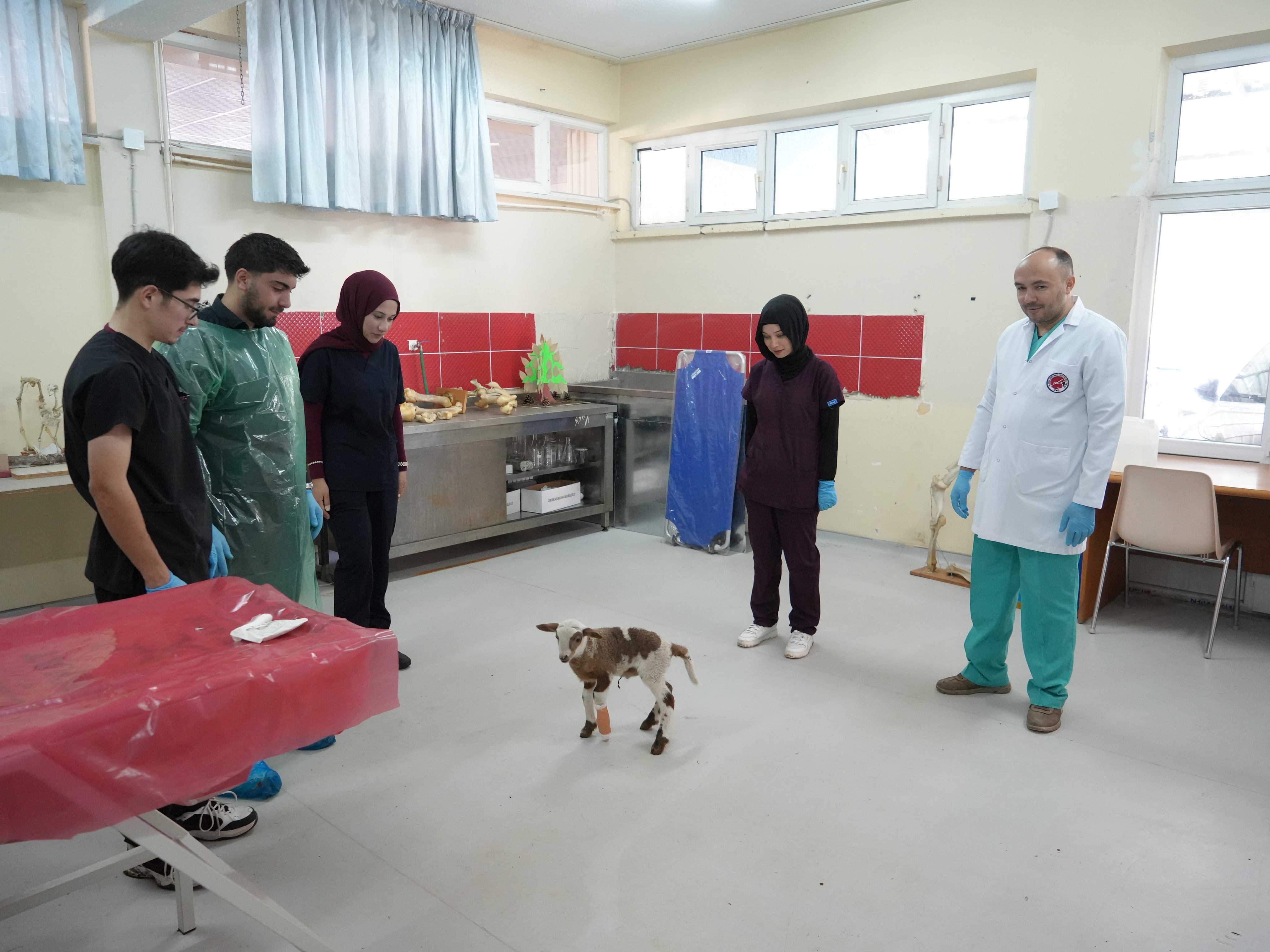 Kastamonu'da 13 Koyundan 24 Kuzu Doğdu! 3