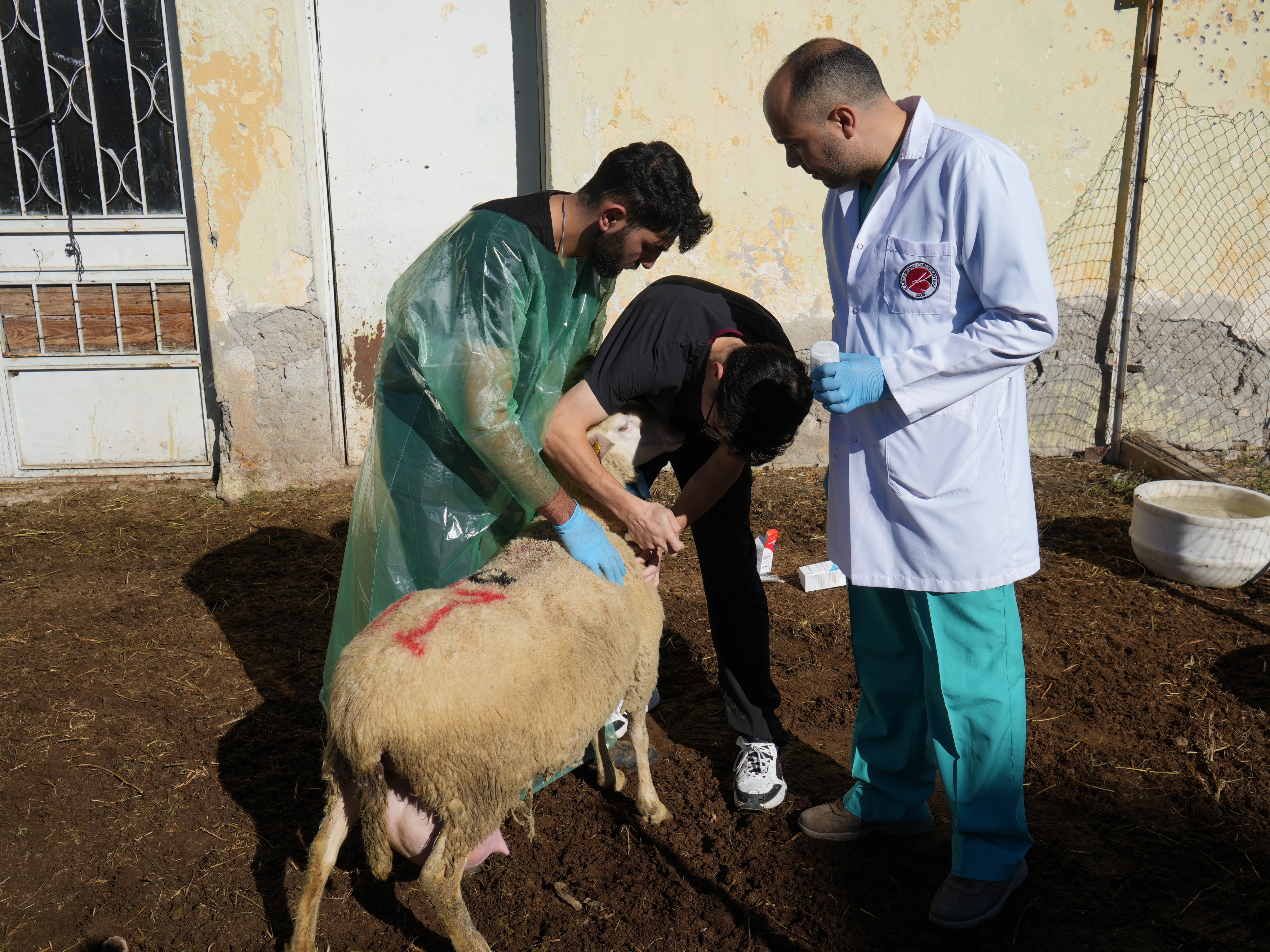 Kastamonu'da 13 Koyundan 24 Kuzu Doğdu! 4