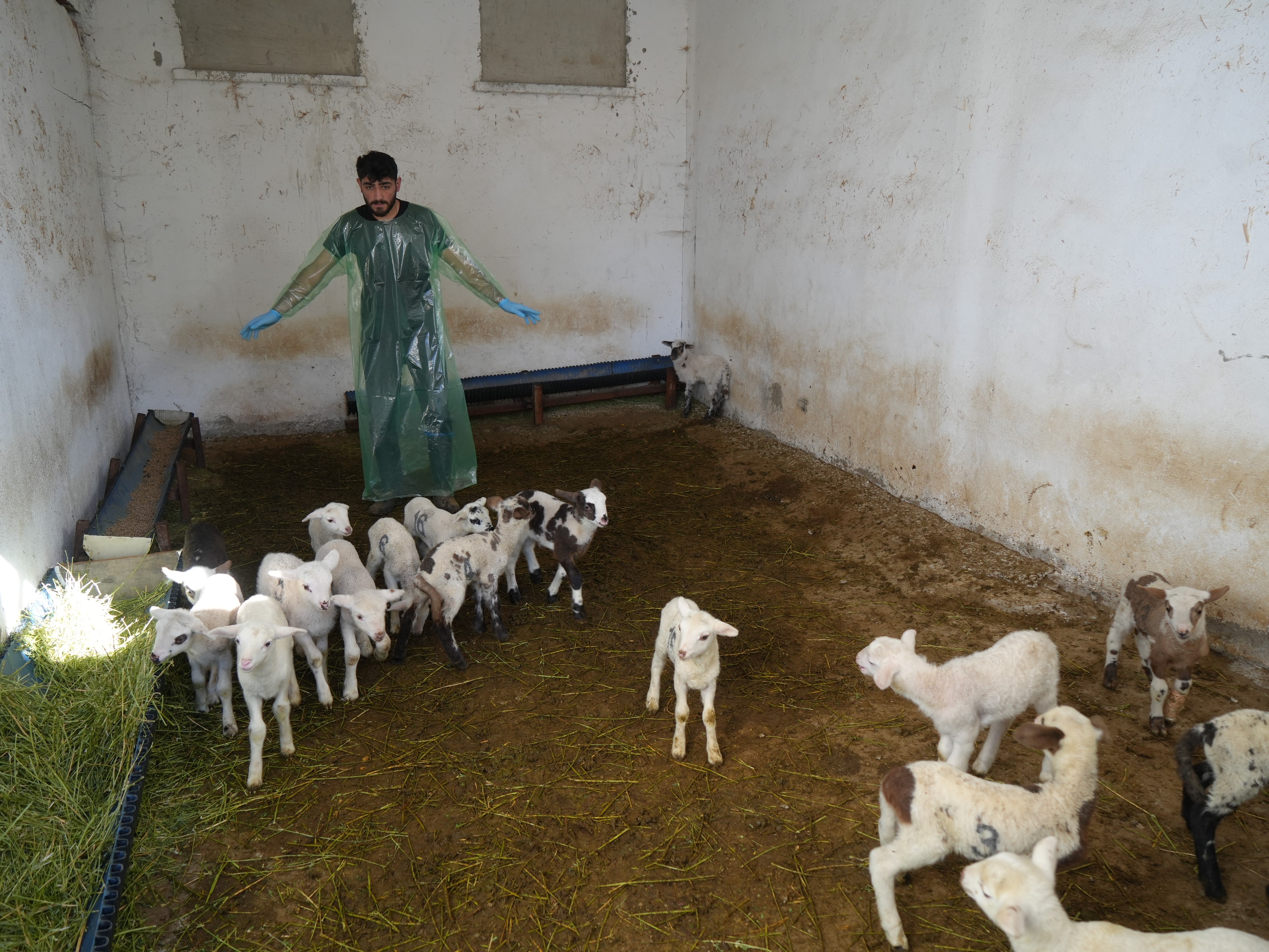Kastamonu'da 13 Koyundan 24 Kuzu Doğdu! 5