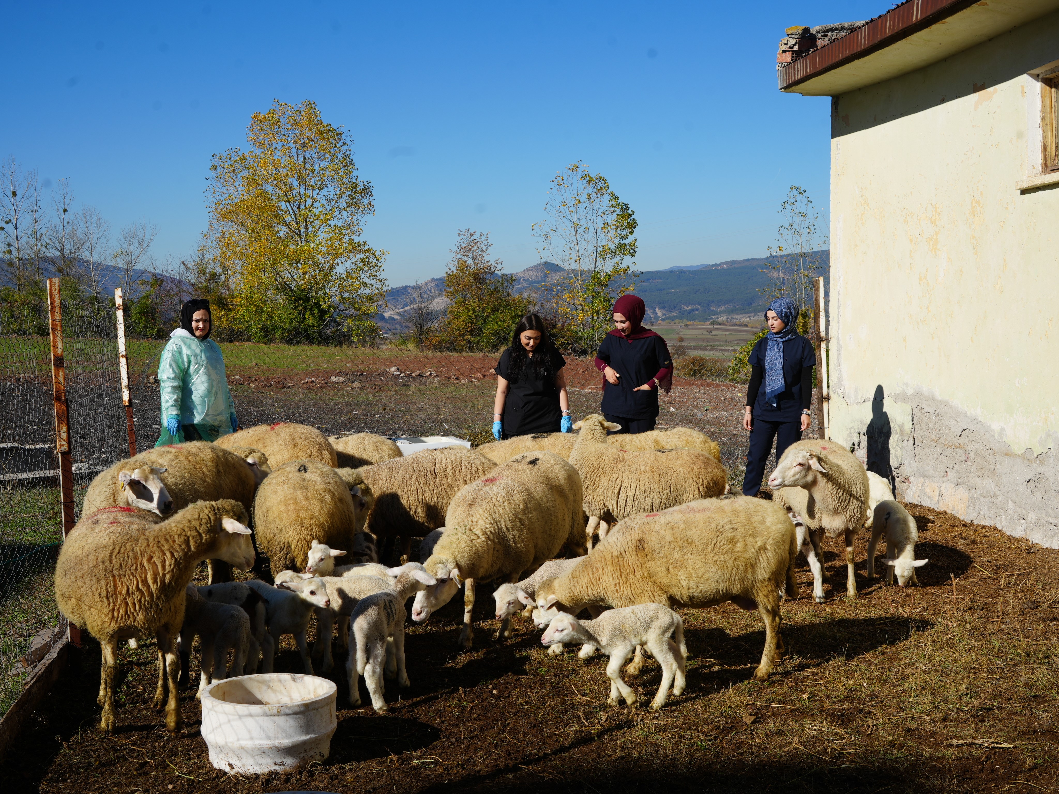 Kastamonu'da 13 Koyundan 24 Kuzu Doğdu! 8