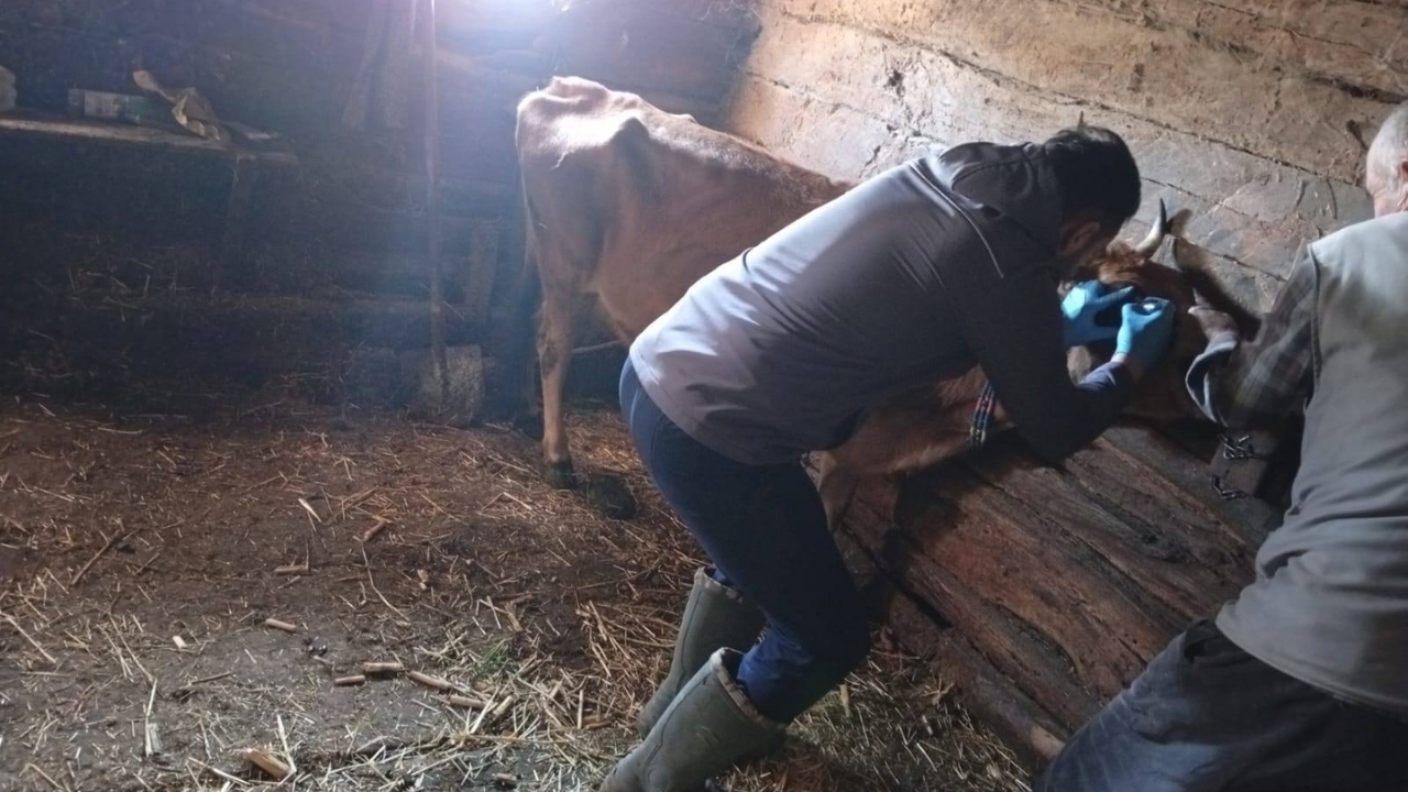 Kastamonu'da Brusella Aşılaması Sürüyor (2)