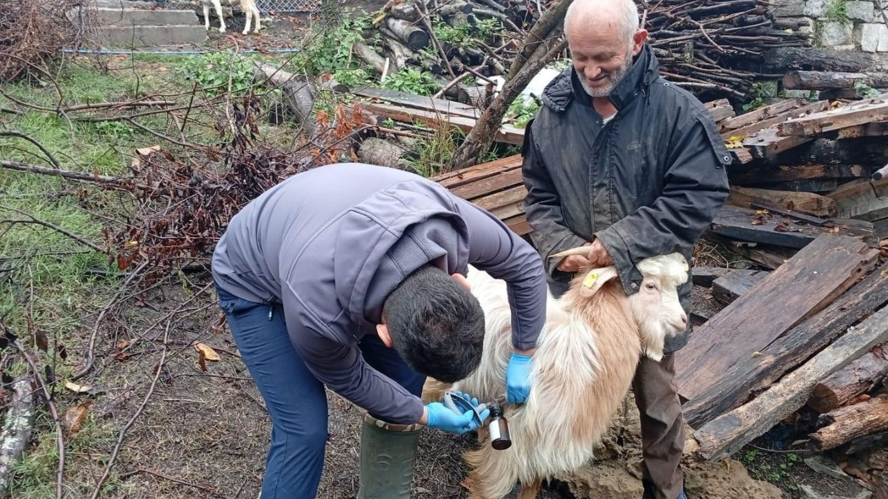 Kastamonu’da Hayvancılığa Destek Küpeleme Ve Aşılama Hızlandı (1)