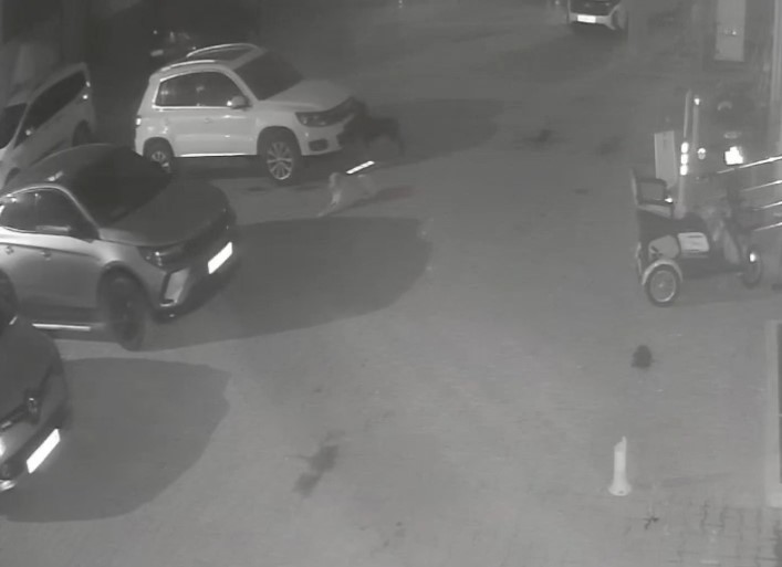 Kastamonu'da Ikinci Kez Mağdur Oldu! Köpekler Aracı Parçaladı O Anlar Kamerada! 12