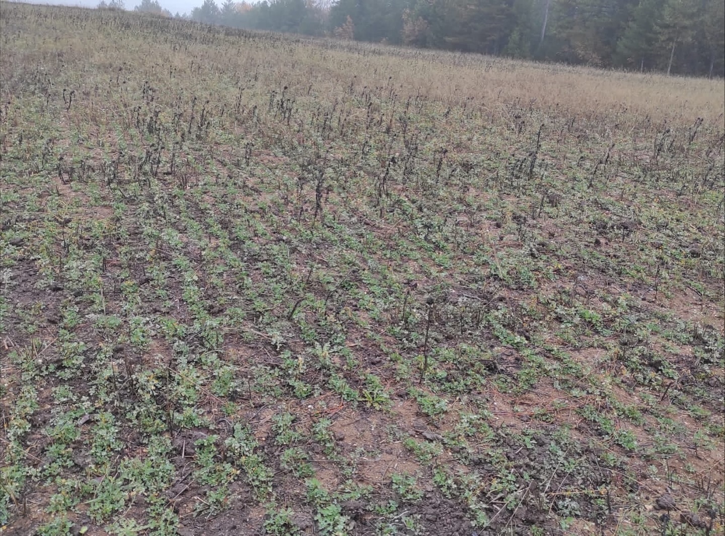 Kastamonu'da Veriler Doğrulandı, Destek Süreci Hızlandı 1