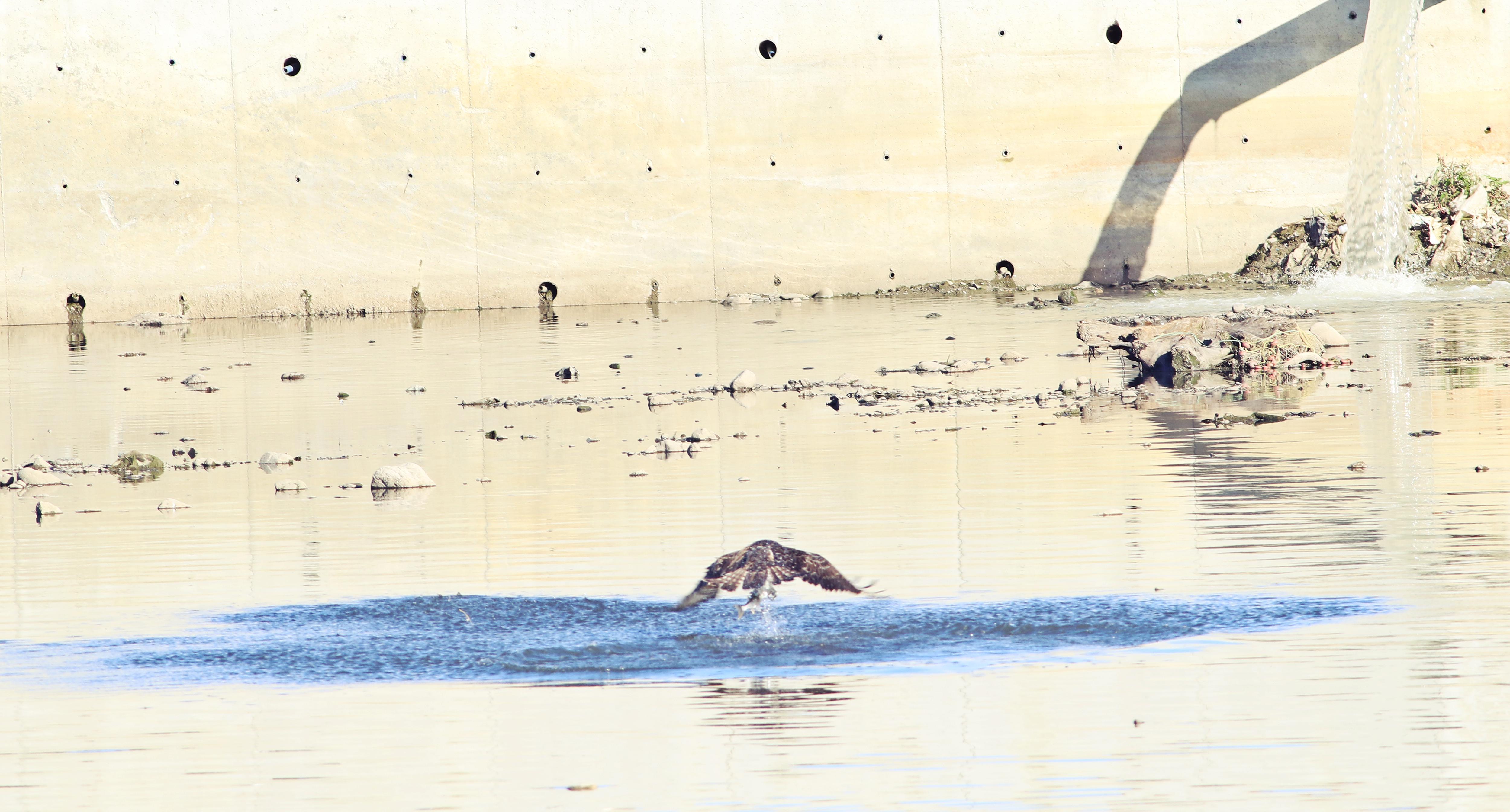 Kastamonu'nun Ilçesinde Avlanan Balık Kartalları Görüntülendi 1