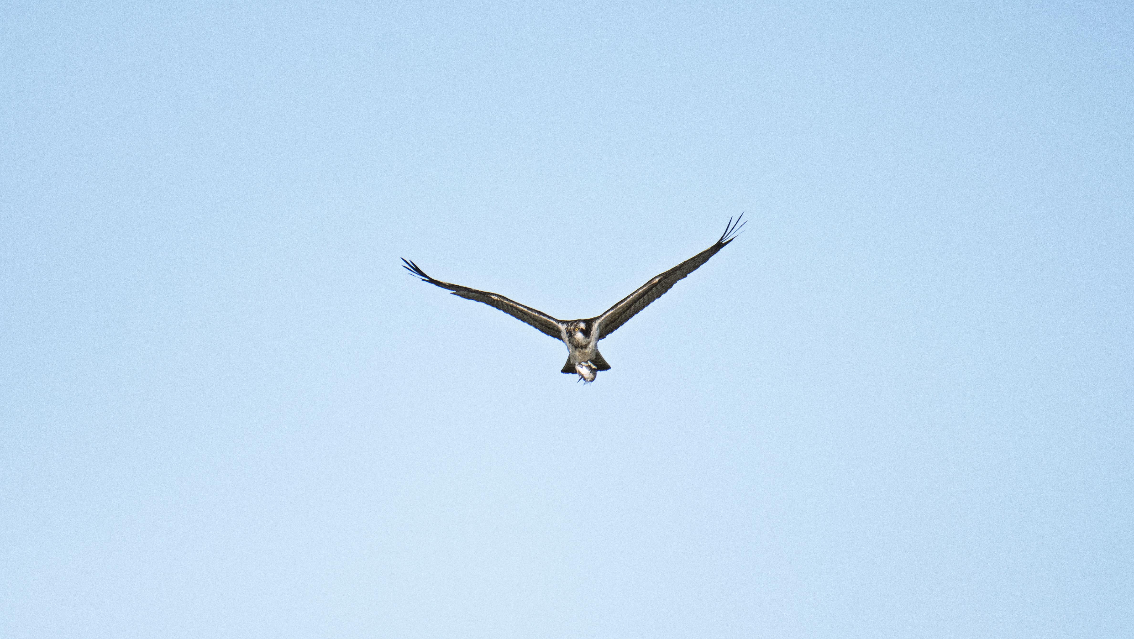 Kastamonu'nun Ilçesinde Avlanan Balık Kartalları Görüntülendi 2