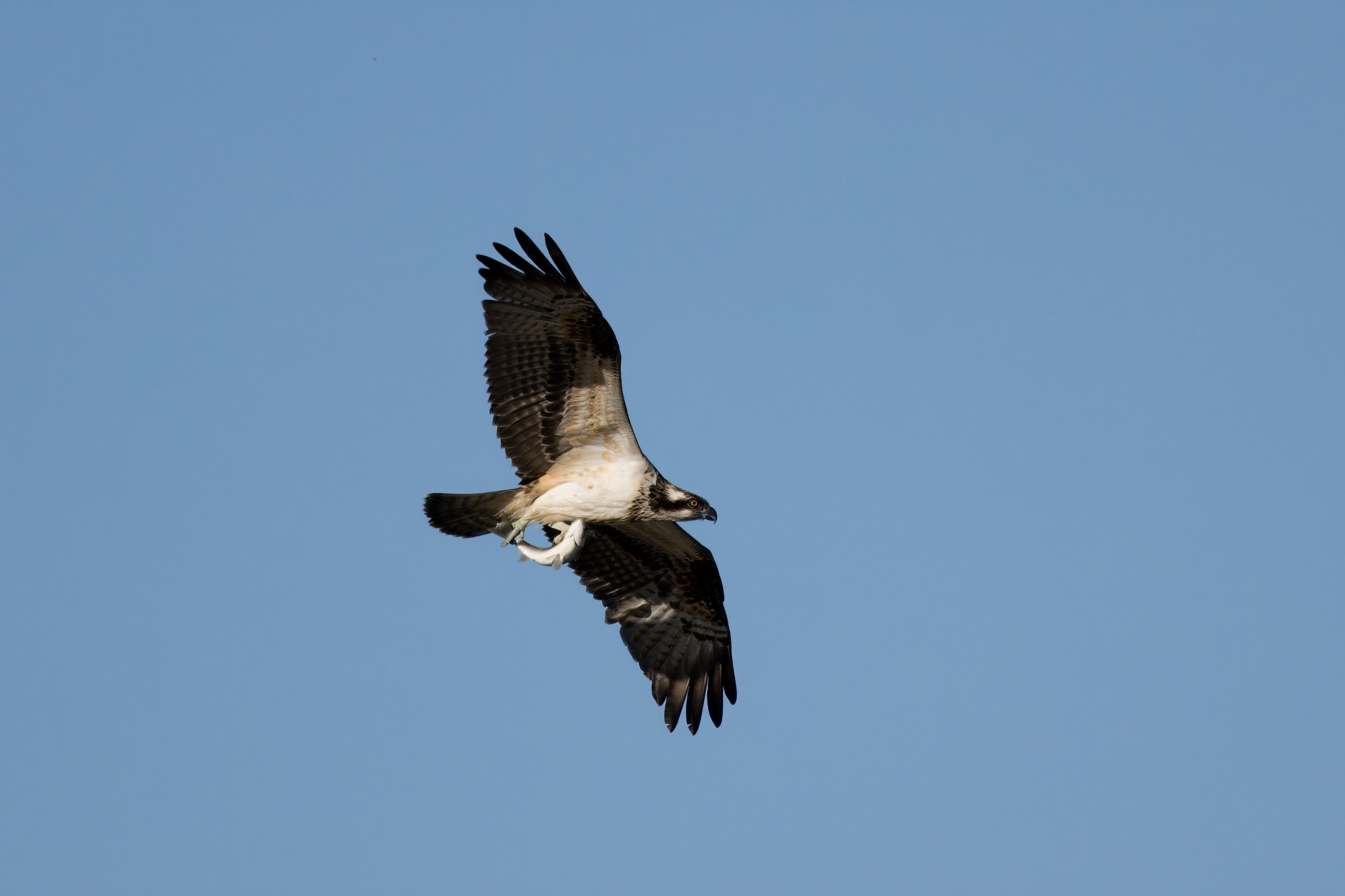 Kastamonu'nun Ilçesinde Avlanan Balık Kartalları Görüntülendi 5