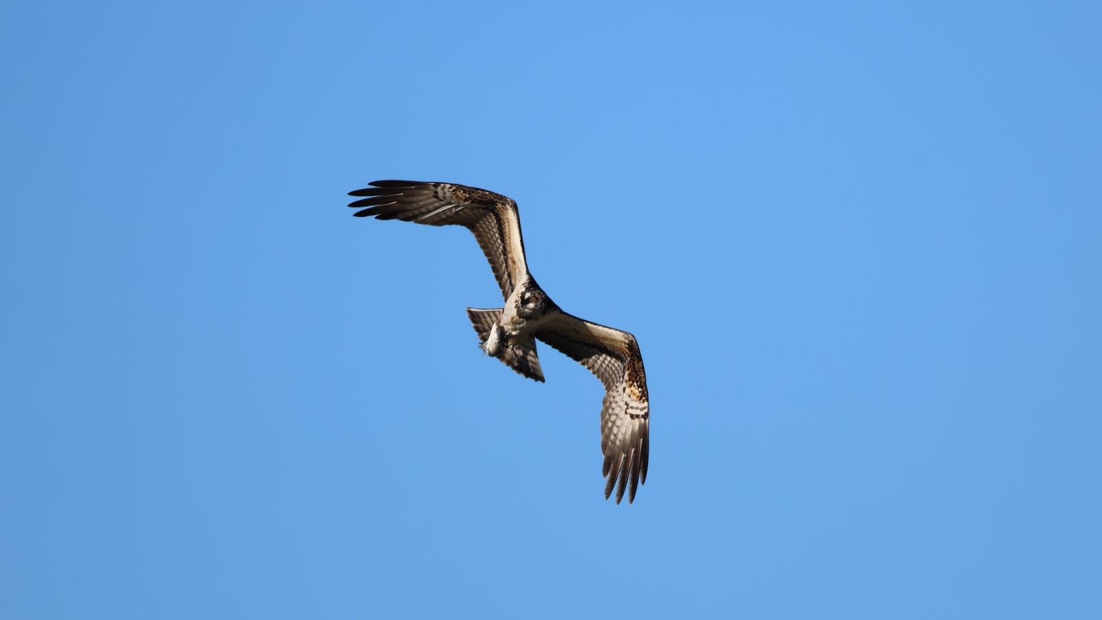 Kastamonu'nun Ilçesinde Avlanan Balık Kartalları Görüntülendi 7